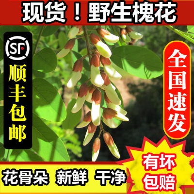 新鲜洋槐花现摘花骨朵野菜顺丰