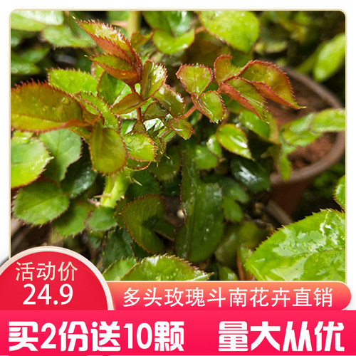 绿植云南玫瑰易活耐旱阳台植物