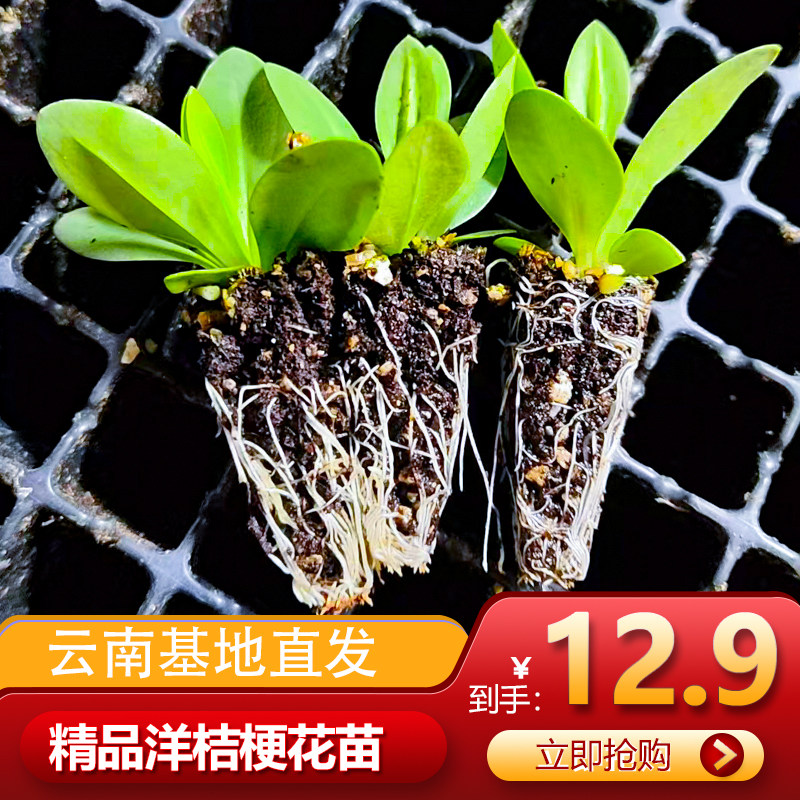 洋桔梗花苗重瓣小苗四季开花阳台盆栽室外庭院绿植易活花卉切花图片