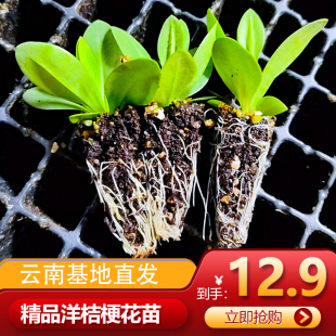 洋桔梗花苗重瓣小苗四季开花阳台盆栽室外庭院绿植易活花卉切花