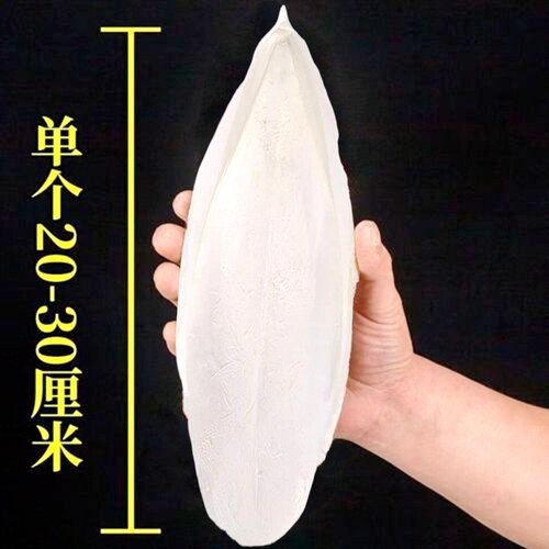 海螵蛸中药材正宗乌贼骨大块整个