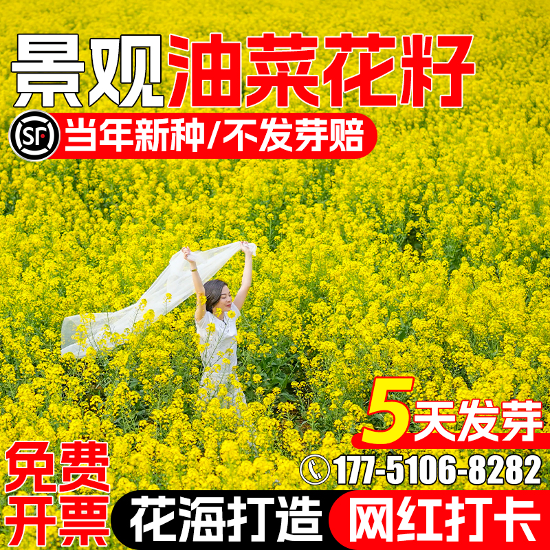 油菜籽种杂交高产油菜种子景观花海观赏油菜花榨油食用油菜花种籽
