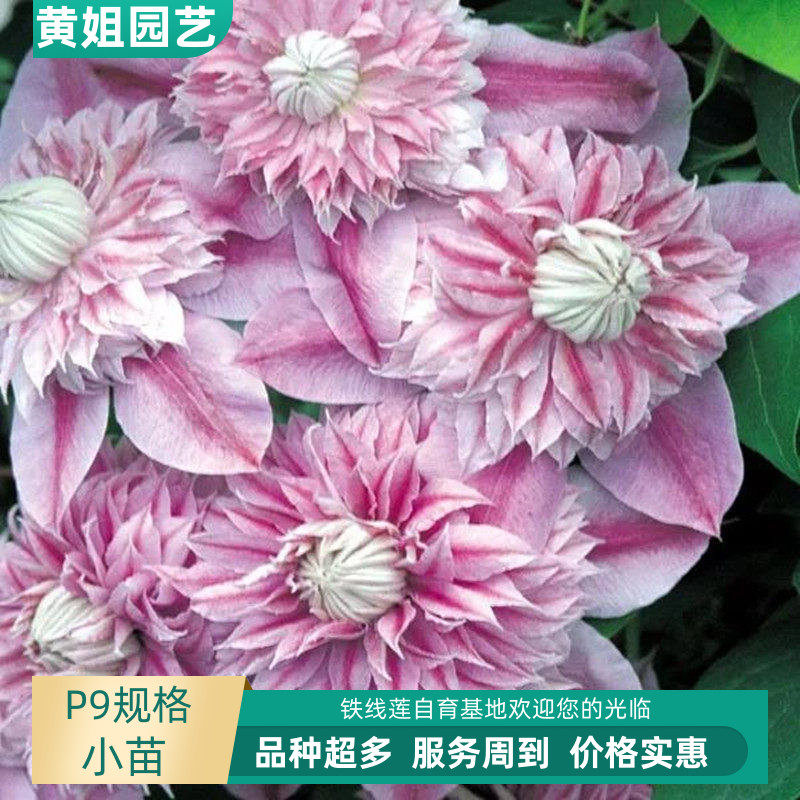 黄姐园艺二类重瓣铁线莲约瑟芬皇帝琉璃魔法喷泉盆栽庭院爬藤花卉