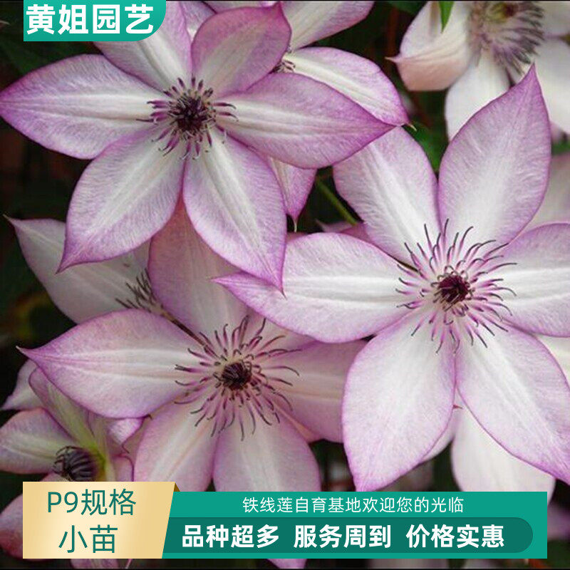 【特价】P9规格铁线莲乌托邦幸运符新幻紫小绿昼天使盆栽花卉花苗 - 黄姐园艺出品