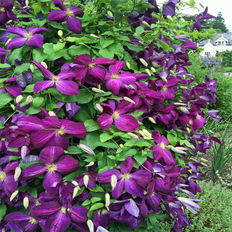 黄姐园艺铁线莲紫花杰克曼1加仑三类晚花组