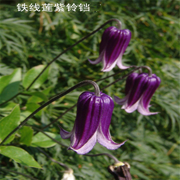 铁线莲紫铃铛阳台盆栽爬藤