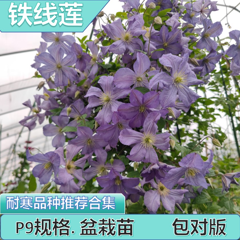 黄姐推荐【铁线莲P9盆栽苗汇总】买五赠一