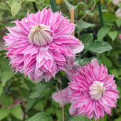 黄姐园艺约瑟芬重瓣铁线莲盆栽地栽多季 开花攀援爬藤耐热耐寒植物