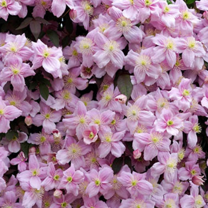 黄姐园艺蒙大拿铁线莲杰出梵高梅琳大型爬藤植物花墙拱门新手易养