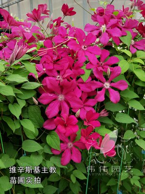 [伟伟园艺]铁线莲-维辛斯基主教 P9盆栽苗耐寒强健