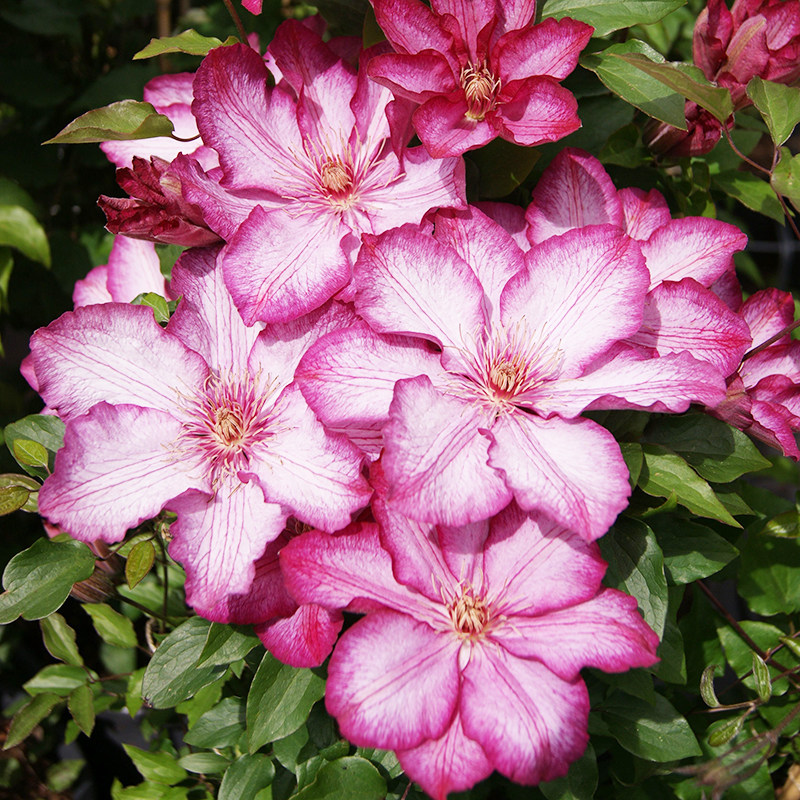 伟伟园艺 铁线莲解放 单瓣攀爬小苗 花庭院花园阳台盆栽 耐寒强健,鲜花速递/花卉仿真/绿植园艺,绣球/木绣球/木本植物,淘宝优惠券,粉丝福利购,淘宝优惠卷