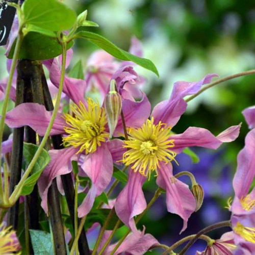 伟伟园艺直立切花铁线莲甜心