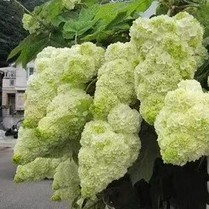 伟伟园艺 栎叶绣球 和声/哈曼尼 日系进口品种 耐寒耐热