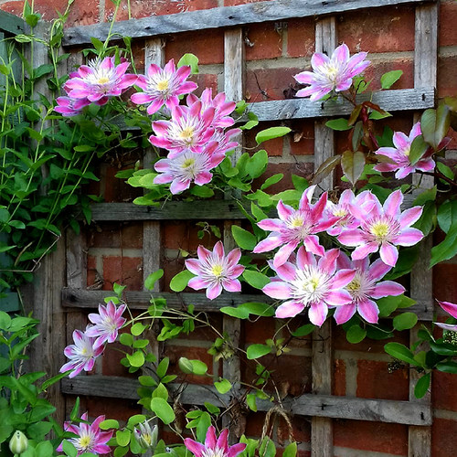 伟伟园艺 铁线莲皇后 大花艳丽美观爬藤盆栽庭院花园露台花卉植物
