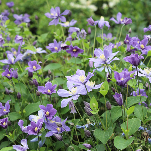 伟伟园艺铁线莲全缘耐热花园盆栽