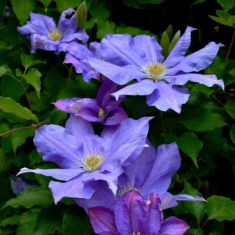 伟伟园艺 铁线莲hf杨 热销大花 强健丰花 耐寒耐热阳台庭院小苗