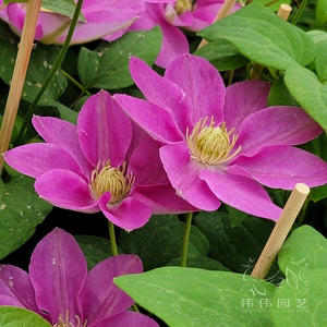 伟伟园艺 铁线莲 花车 日系新品 爬藤植物花园庭院窗台盆栽