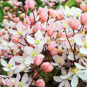 攀援植物庭院花园四季 伟伟园艺 铁线莲苹果花 常绿花量巨大超能爬