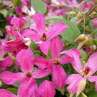 意大利新品 伟伟园艺 铁线莲 精彩 耐热多花地栽拱门庭院新手推荐