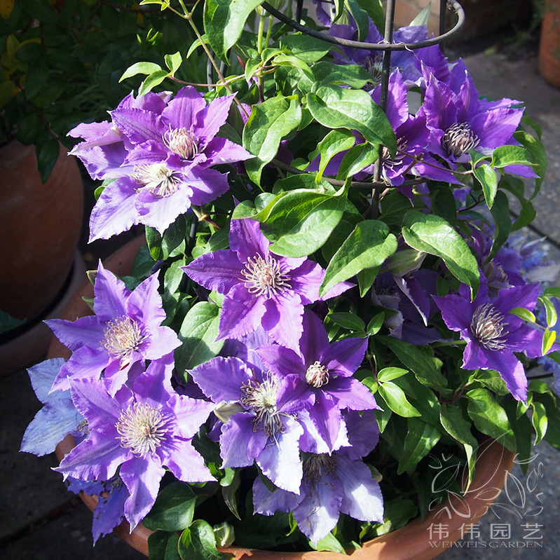 伟伟园艺铁线莲矮生盆栽阳台