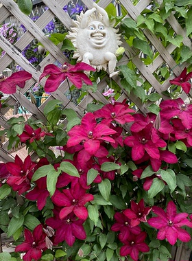 伟伟园艺 铁线莲-花火 RSH获奖品种强健多分枝多花庭院盆栽促销