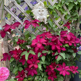 RSH获奖品种强健多分枝多花庭院盆栽促销 花火 铁线莲 伟伟园艺