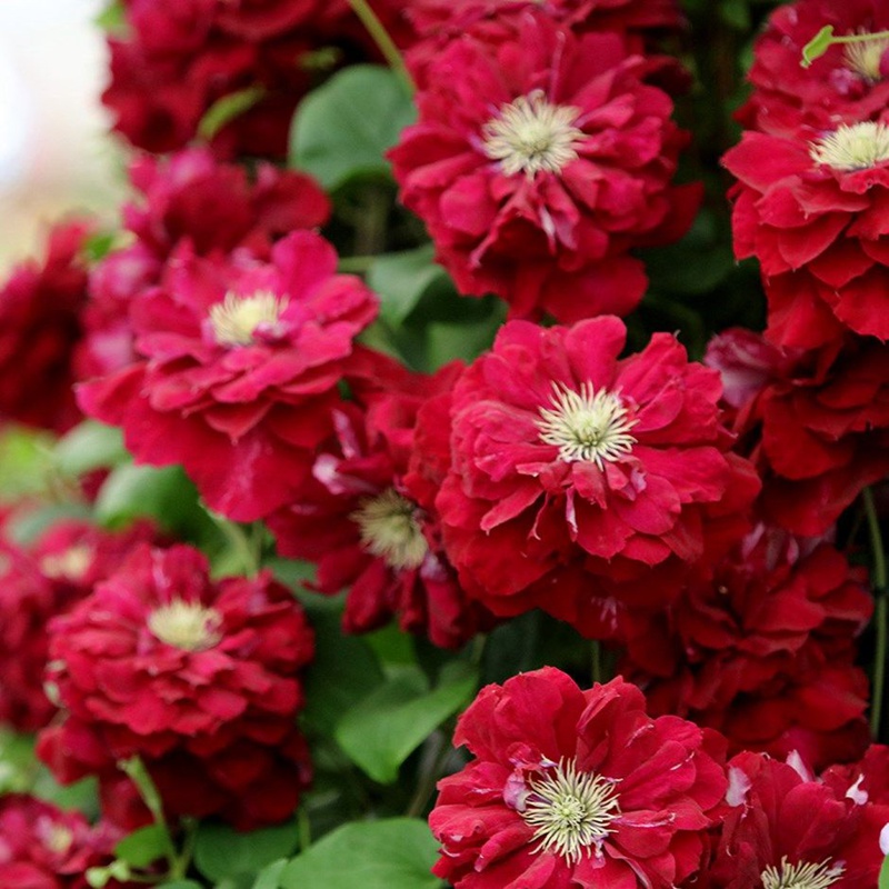 阳台盆栽丰花鲜艳重瓣