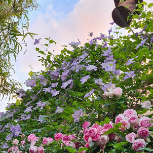 伟伟园艺 铁线莲艾米丽花盘 三类晚花 强健丰花 耐寒耐热阳台庭院