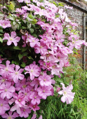 伟伟园艺 包查德伯爵夫人铁线莲 红色版伯爵夫人新手推荐生长强健