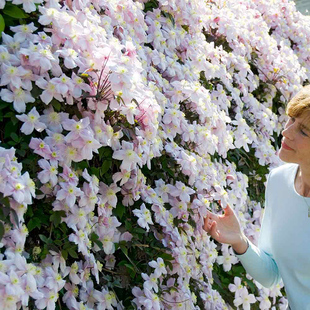 伟伟园艺蒙大拿铁线莲五月丽 攀援庭院花园拱门爆花 芙蕾达鲁宾斯