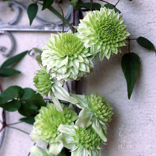 伟伟园艺 铁线莲 绿玉 小绿 白万重 F系四季开花盆栽庭院阳台露台