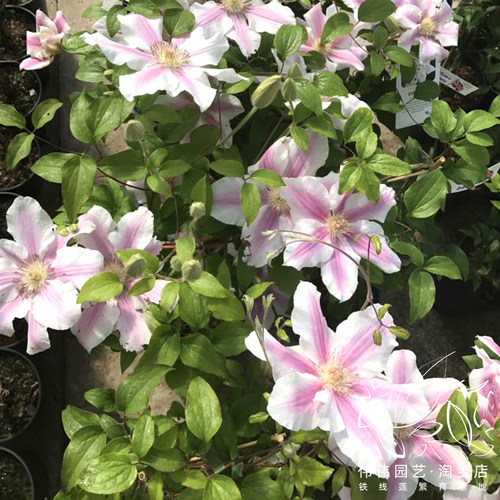园艺盆栽庭院阳台花卉铁线莲新品