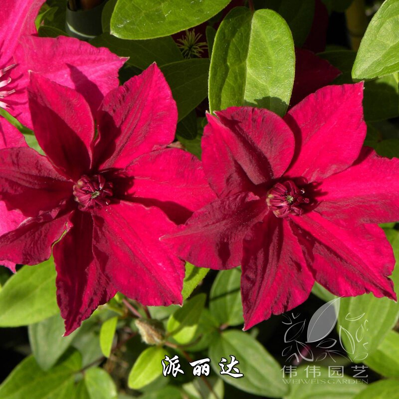 伟伟园艺 派丽达铁线莲（普瑞达）红色矮生3类修剪爬藤花卉庭院