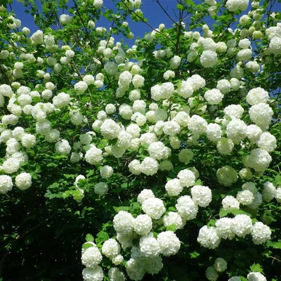 伟伟园艺 【欧洲木绣球玫瑰小苗】耐寒新老枝开花