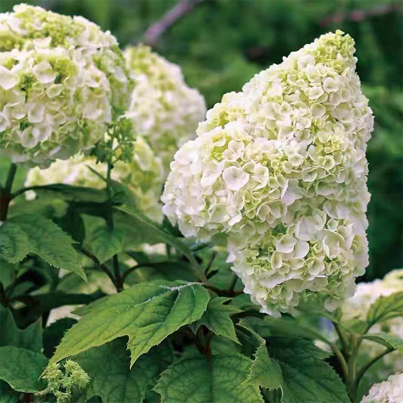 伟伟园艺 栎叶绣球 和声/哈曼尼 日系进口品种 耐寒耐热