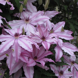 伟伟园艺 铁线莲 自行车岛 花多花大阳台庭院盆栽地栽 耐寒耐晒