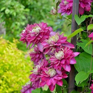 直播间小苗专拍