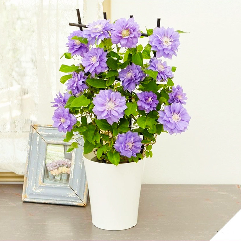 伟伟园艺 铁线莲 円空 日系重瓣铁线莲 矮生盆栽攀援植物花园阳台,鲜花速递/花卉仿真/绿植园艺,绣球/木绣球/木本植物,淘宝优惠券,粉丝福利购,淘宝优惠卷