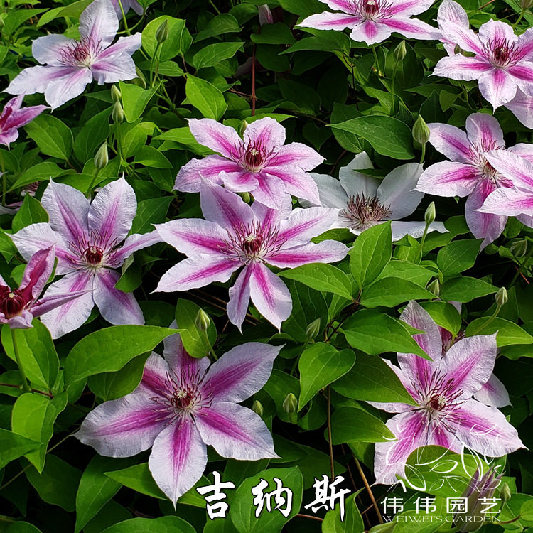 伟伟园艺-铁线莲-吉纳斯 强健勤花盆栽庭院顶楼攀援花园阳台