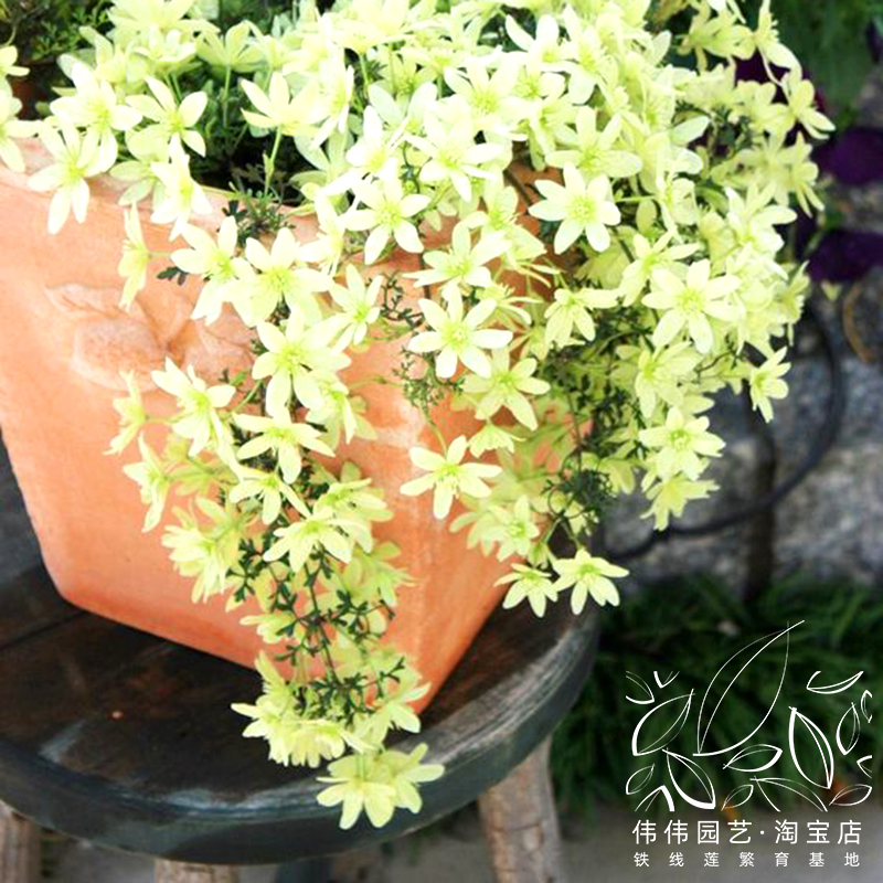 园艺常绿小型品种美观悬挂铁线莲