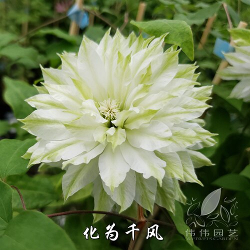 重瓣铁线莲风之森林爬藤花卉