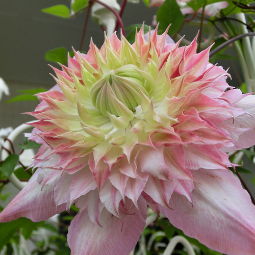 伟伟园艺铁线莲天使四季开花盆栽