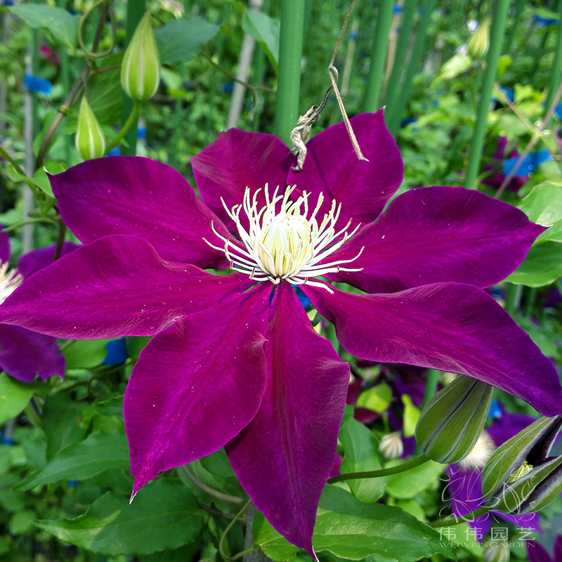 园艺铁线莲紫色花瓣阳台盆栽新品