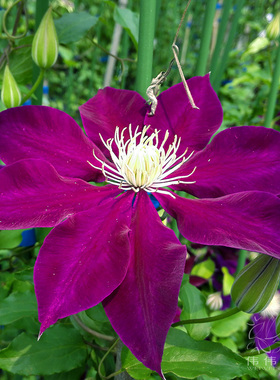 伟伟园艺铁线莲-疾风F系新品多花紫色天鹅绒花瓣攀爬庭院阳台盆栽