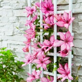 吉赛尔 伟伟园艺 大道铁线莲 矮生紧凑多花盆栽攀援植物阳台庭院