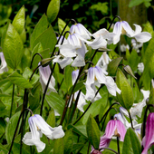 新品 伟伟园艺 铁线莲闪烁 全缘直立优质切花庭院花园宿根花卉美观