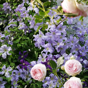 伟伟园艺 铁线莲查尔斯王子 花园露台顶楼攀援藤本花卉意大利系列