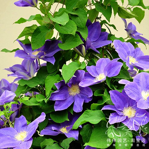 大道铁线莲戴安娜的喜悦矮生盆栽