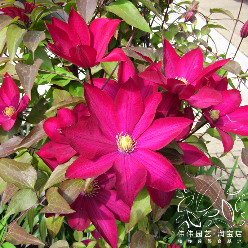 伟伟园艺 波旁王朝铁线莲红色大花专利品种早花大花组爬藤花卉