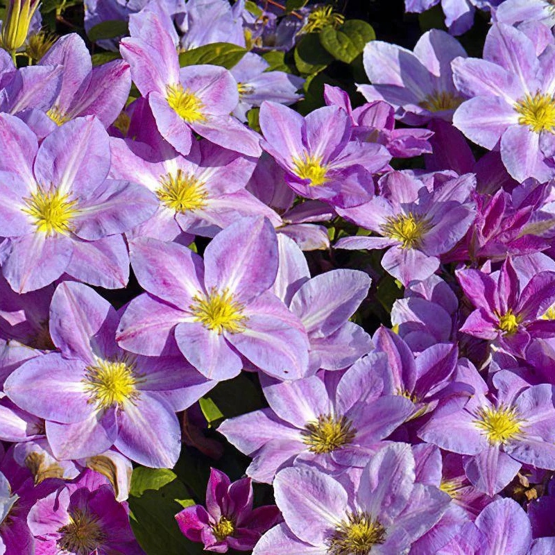 伟伟园艺 铁线莲 变心 矮生3类铁线莲适合家庭小容器栽培